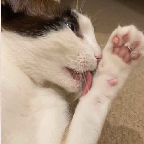 Charlie's Feet