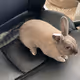 Charlie The Rabbit