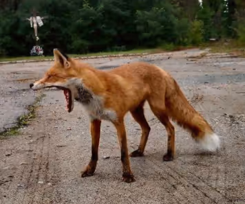 CHERNOBYL FOX