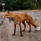 CHERNOBYL FOX
