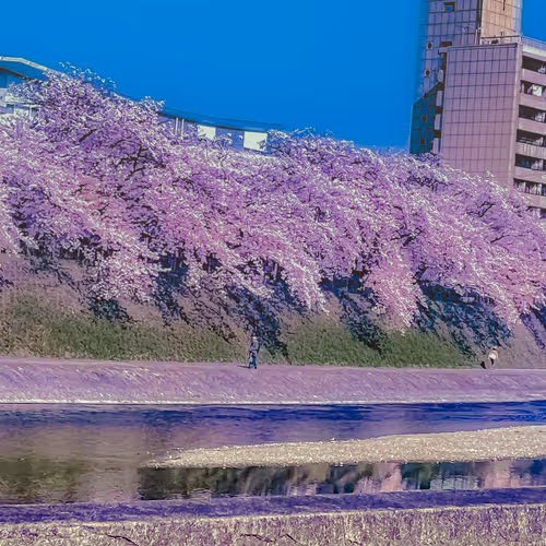 Cherry Blossom Photo