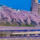 Cherry Blossom Photo