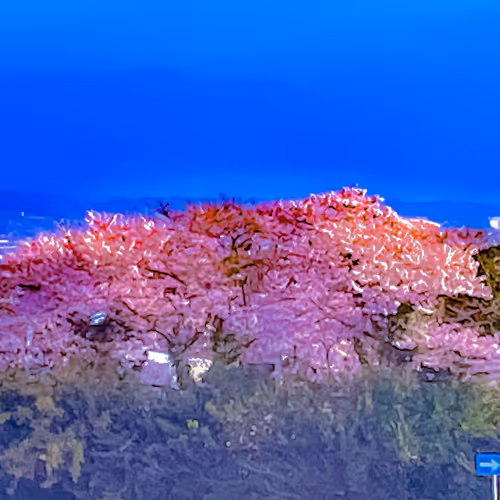 Cherry Blossom Photo Album