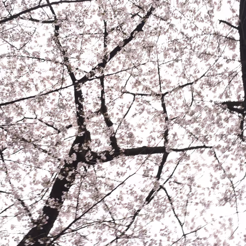 Cherry_Blossoms