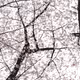 Cherry_Blossoms