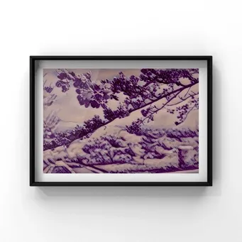 Cherry tree in full bloom