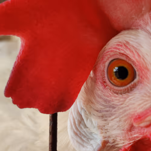 Unique Amazing NFT's