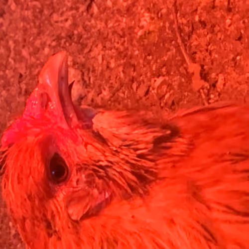 chickensfromthesouth