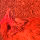 chickensfromthesouth