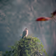 Chidiya(Birds)