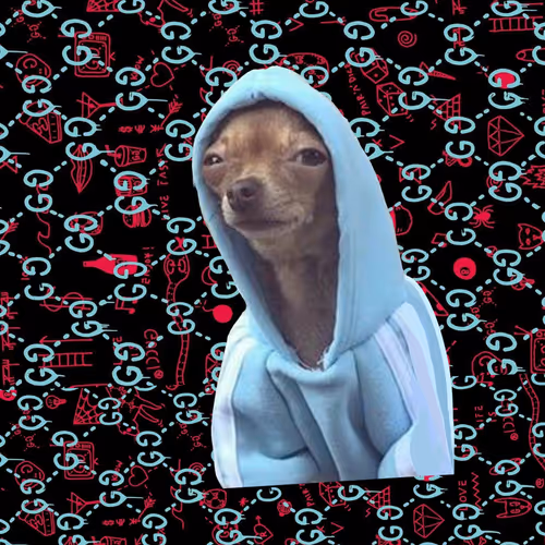 Chihuahua CHICHA