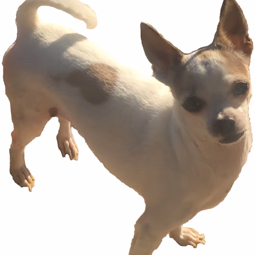 chihuahua limited