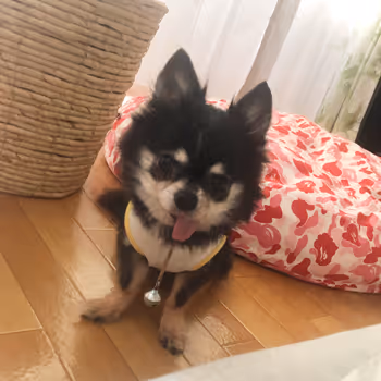 Chihuahua Loves - old