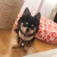 Chihuahua Loves - old
