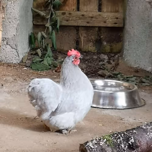CHIKS