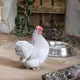 CHIKS