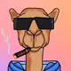 CHILL CAMELS
