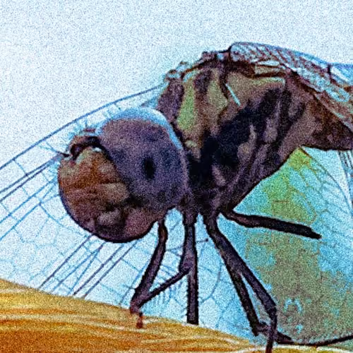Dragon-Fly
