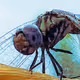 Dragon-Fly