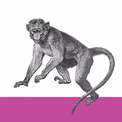 Oreally - Chimpanzees don't have tails - old