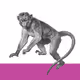 Oreally - Chimpanzees don't have tails - old
