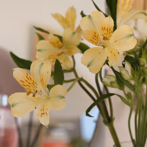Chinese cymbidium