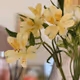 Chinese cymbidium