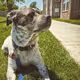 Chip the Wonder Dog