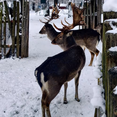 Chirag's Random Collection