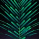 Chlorophyll