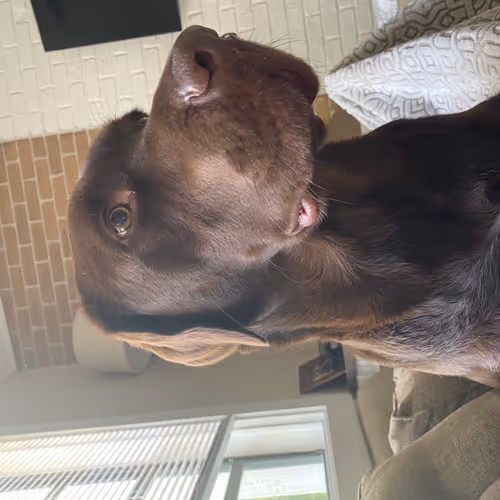 A Chocolate Lab named Prince Duncan - old