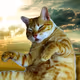 Chonk-Fu Cats