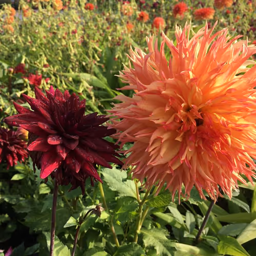 Choose What Makes Your Heart Bloom