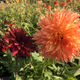 Choose What Makes Your Heart Bloom