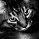 Chrome the Cat