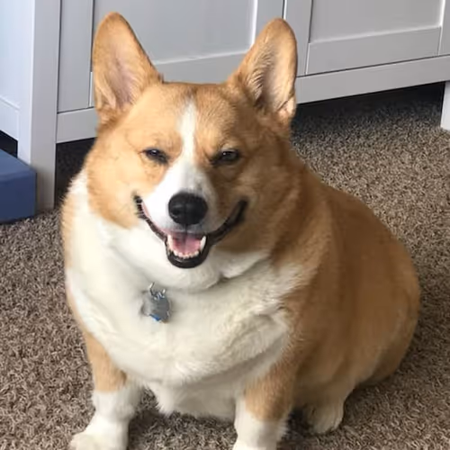 chubby doge