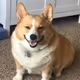 chubby doge