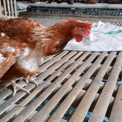 アイテム メディア プレースホルダー