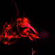 cigarette smoke
