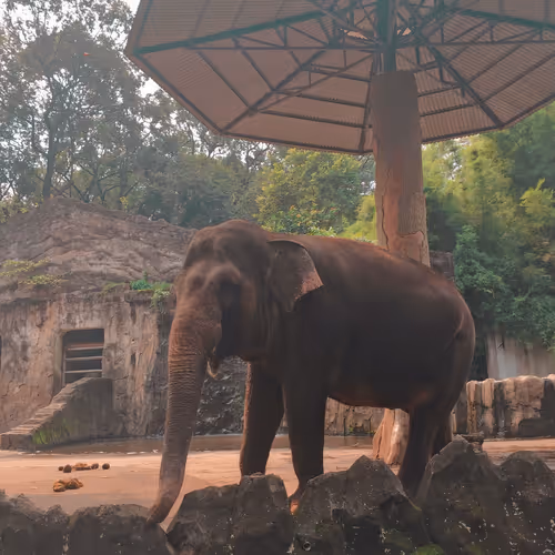 CinnamonBear Zoo