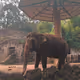CinnamonBear Zoo
