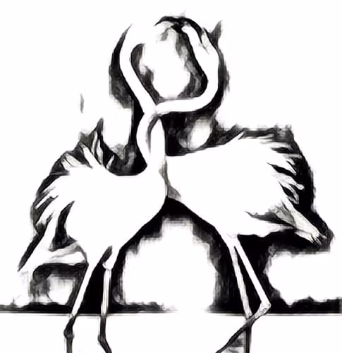 Cisne as diferentes fases