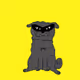 CitricPugs - old
