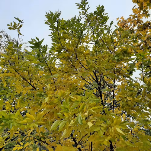 City Nature Collection