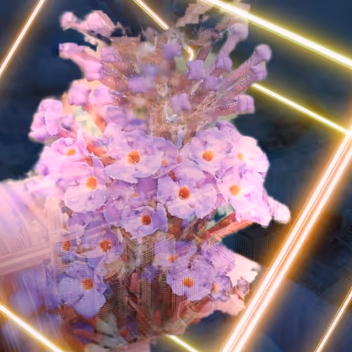 City of flowers