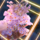 City of flowers