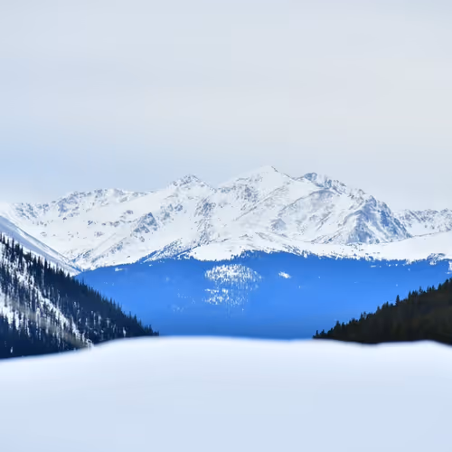 CJProfits Collection