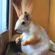C.K.SQUIRRELS