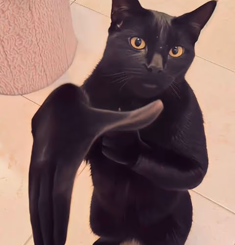 clapcat2