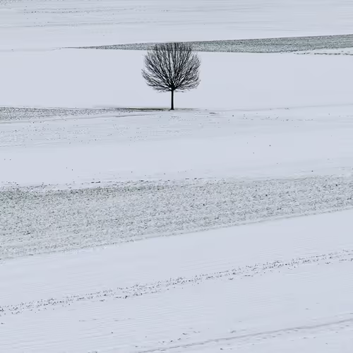 CLASSIC Fine ArT SAMOPHO